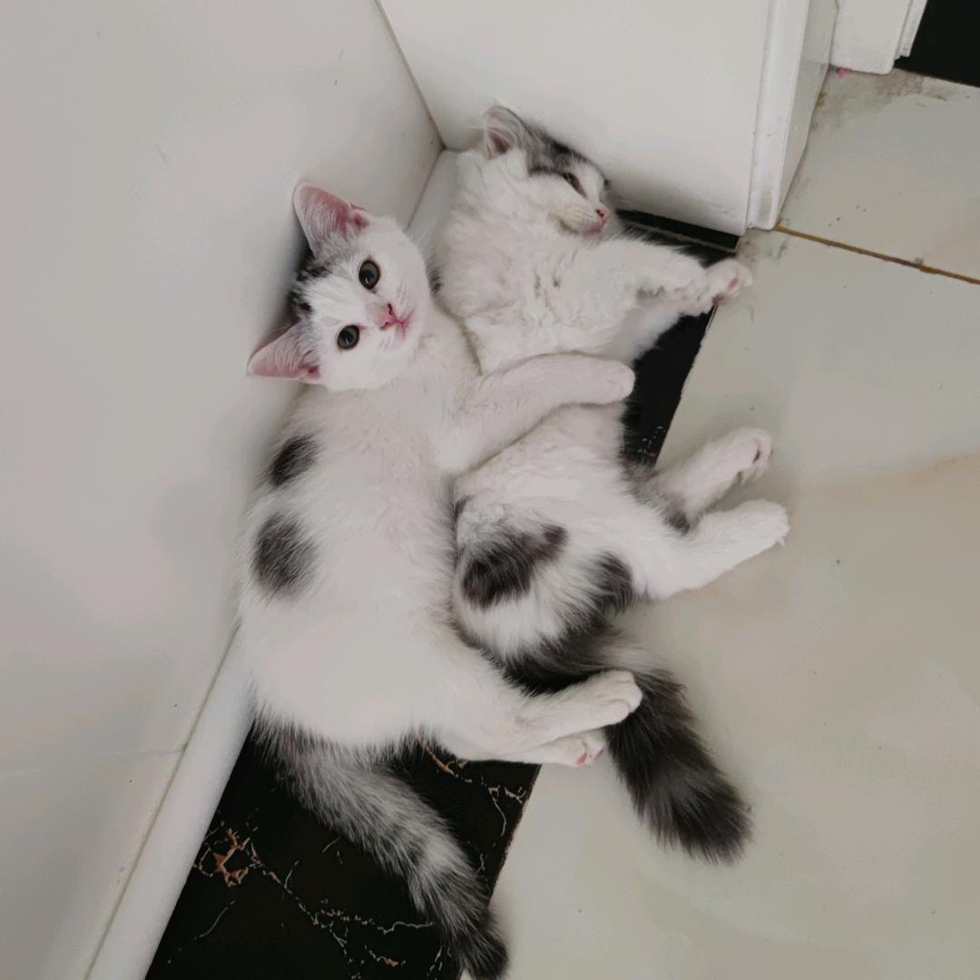 猫咪幸运奇迹成长记🐱🍉