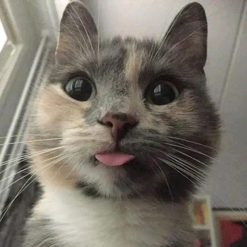 一个爱美的猫🐱