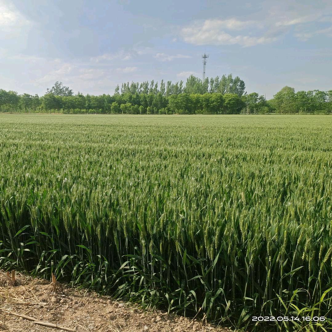 滨州市鲁麦良种