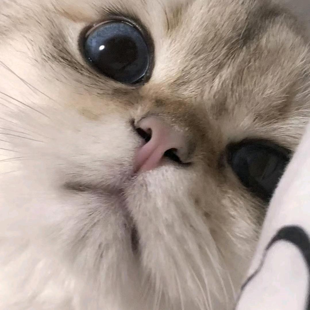 小鱼不吃鱼