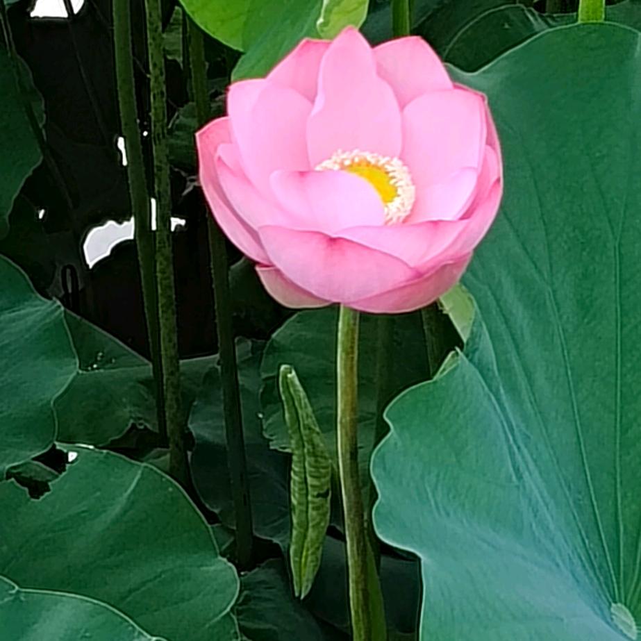 汪汪碎冰冰