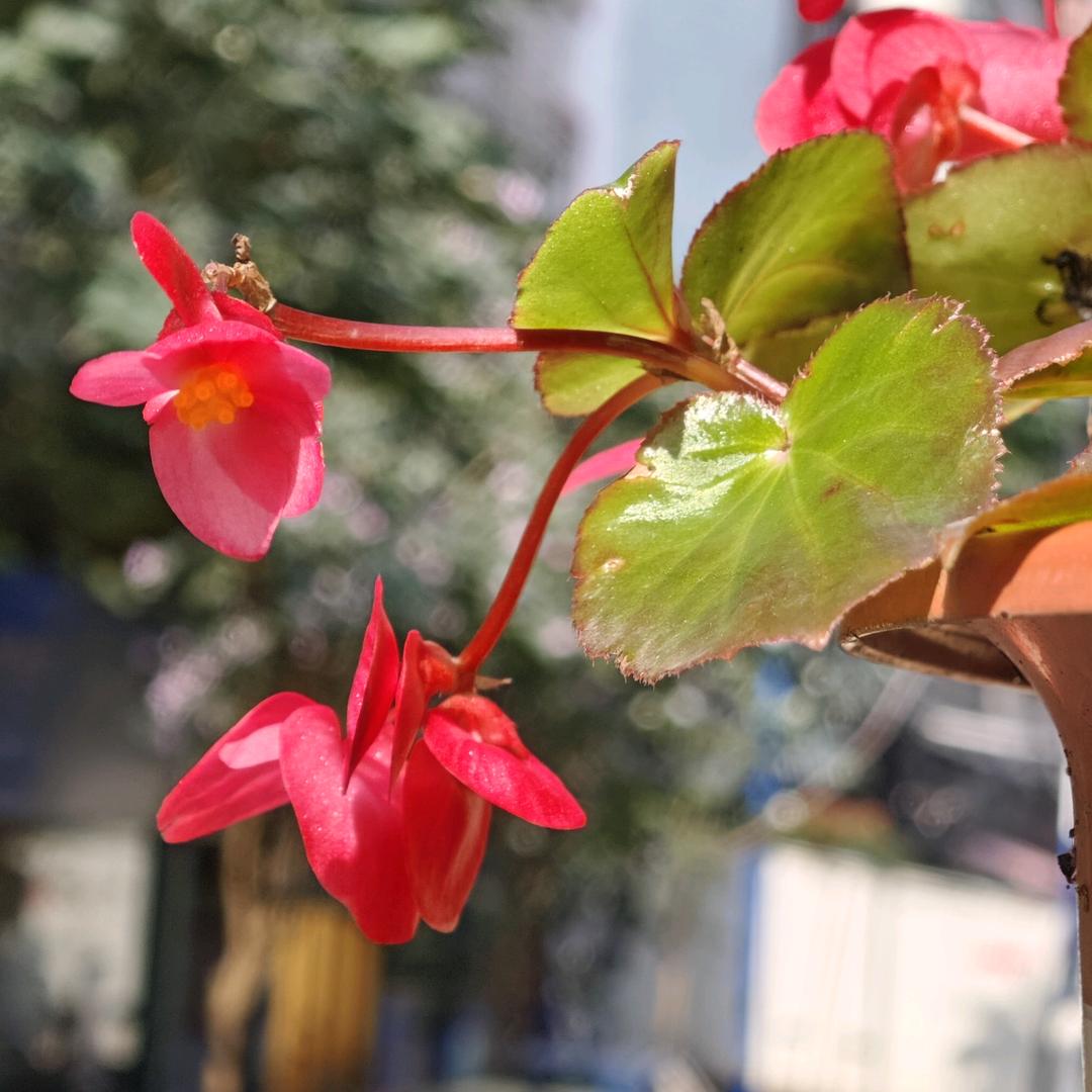 拒绝不了奶茶