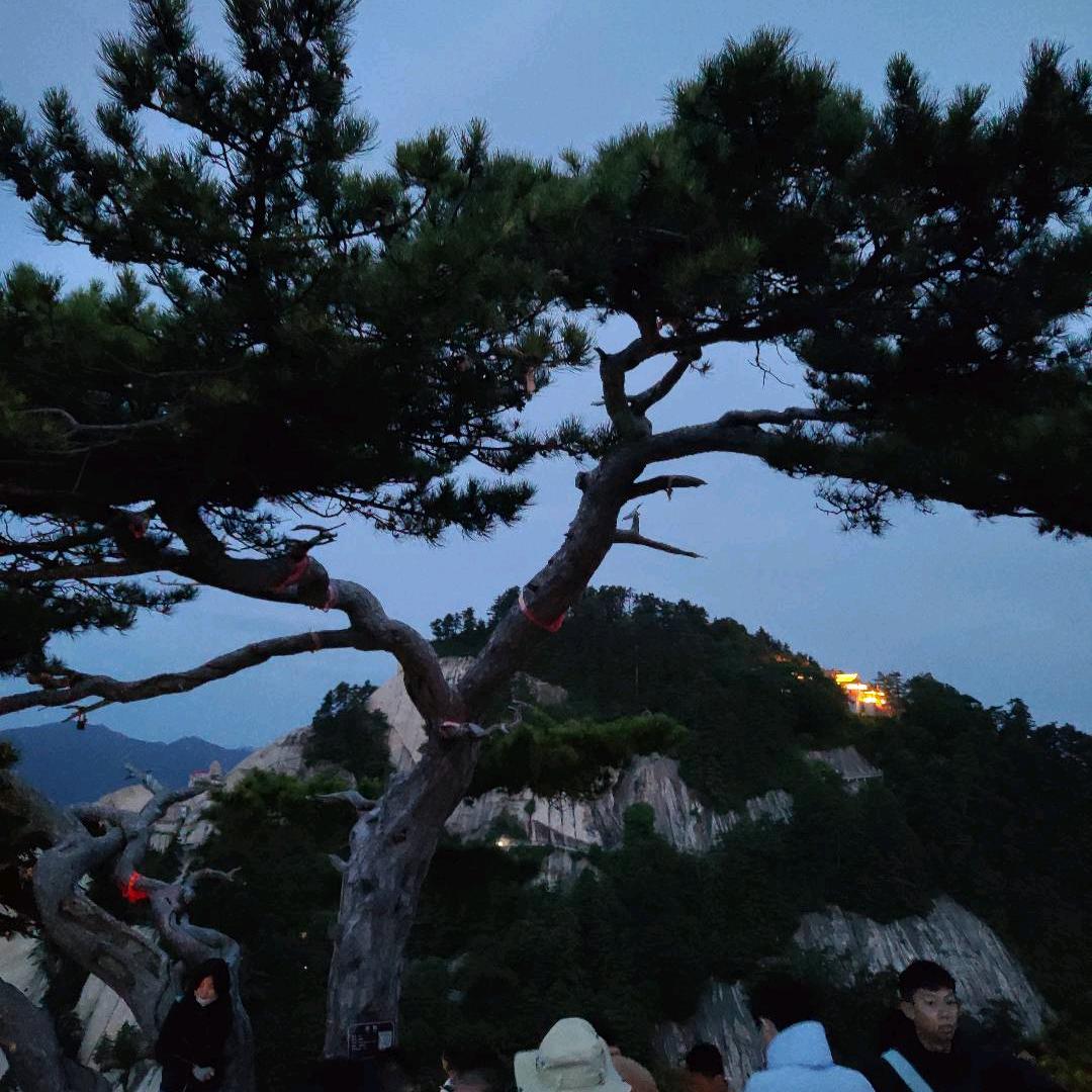 扑风捉影