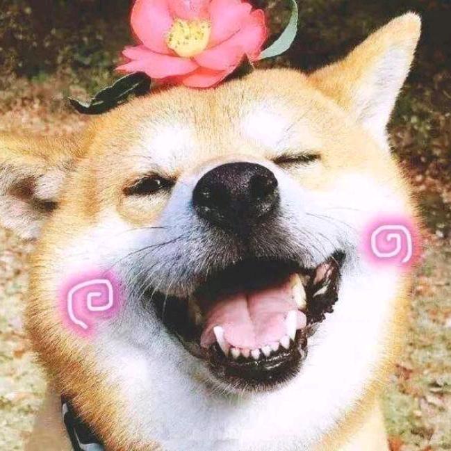 🐱油猫饼