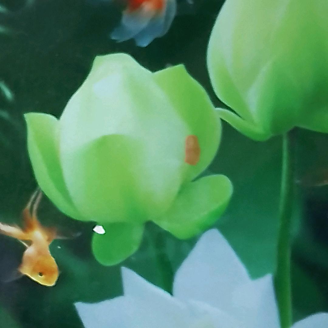 平淡的人生