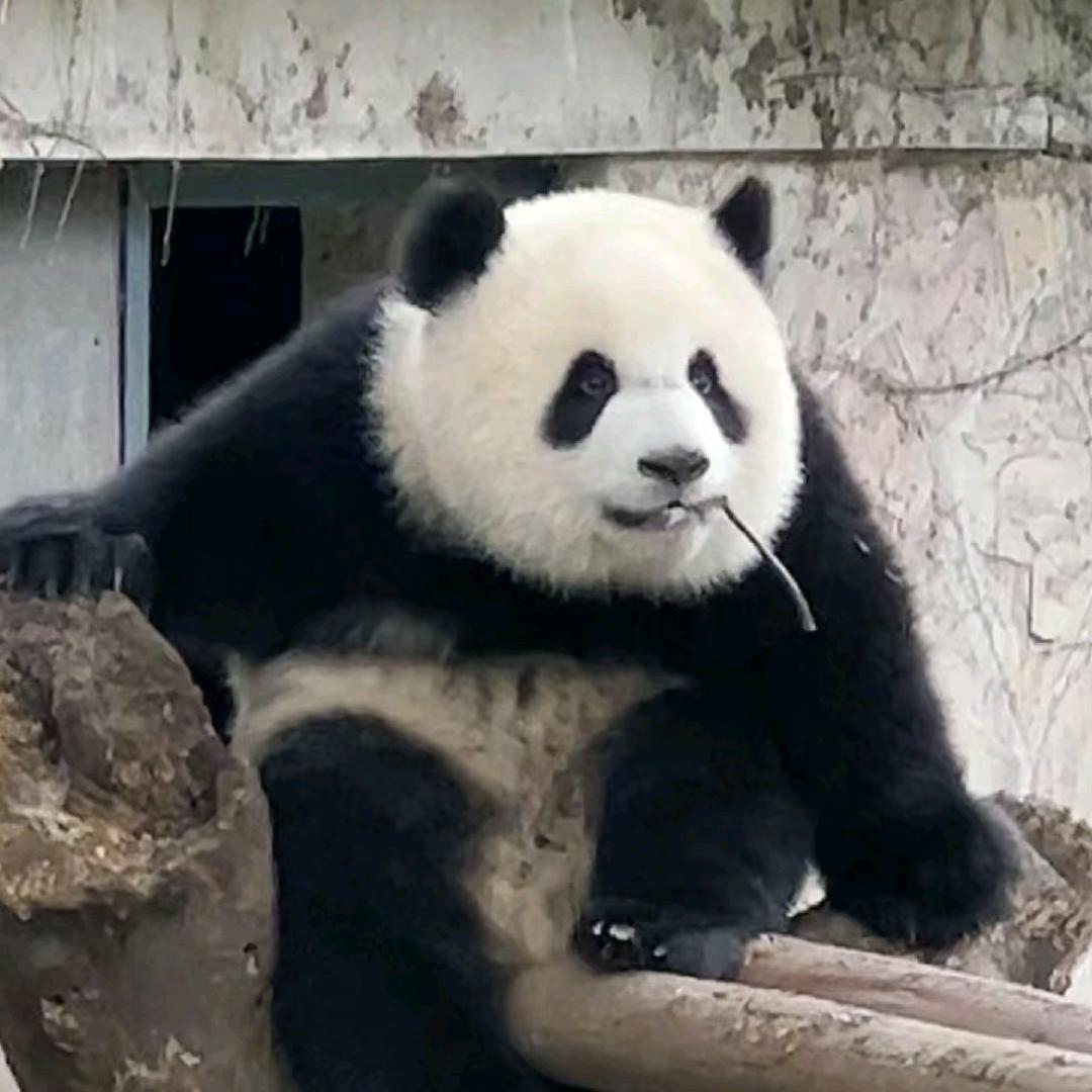 大楠子主义