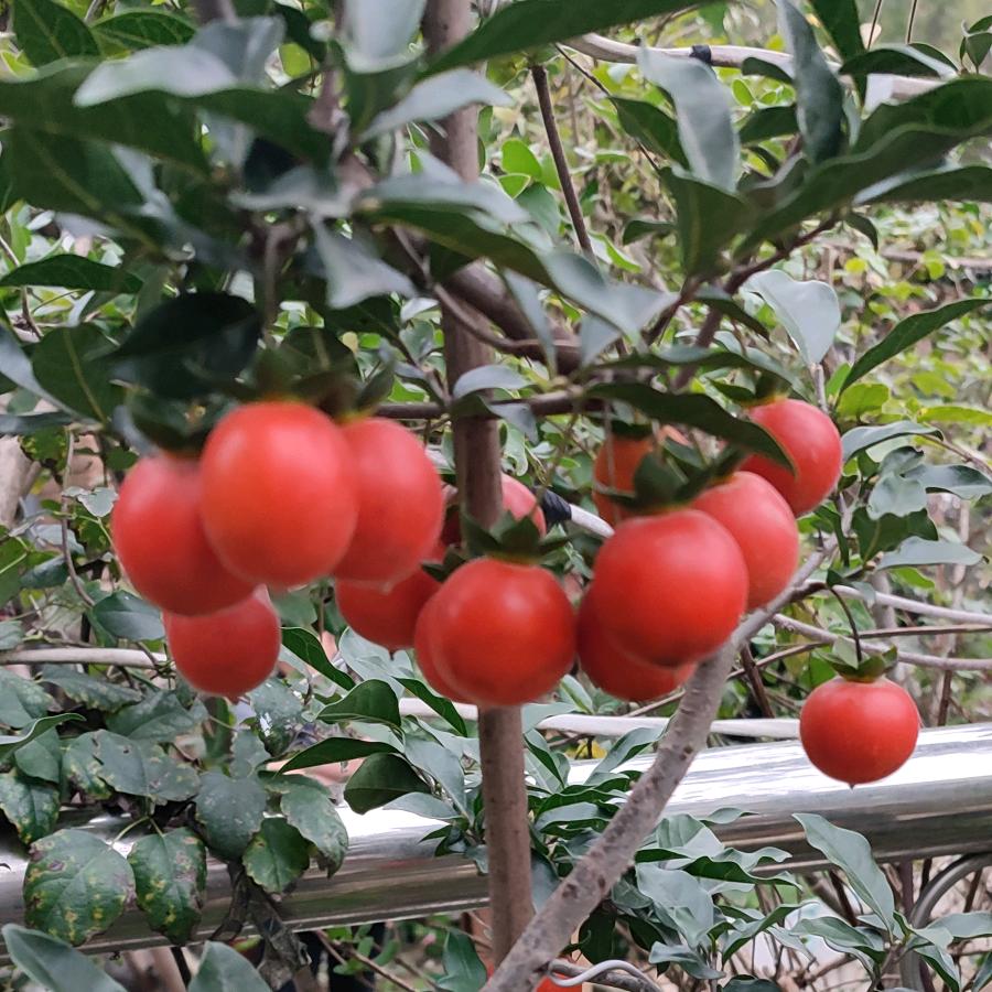 旬阳市守护汉江志愿者联合会林旬