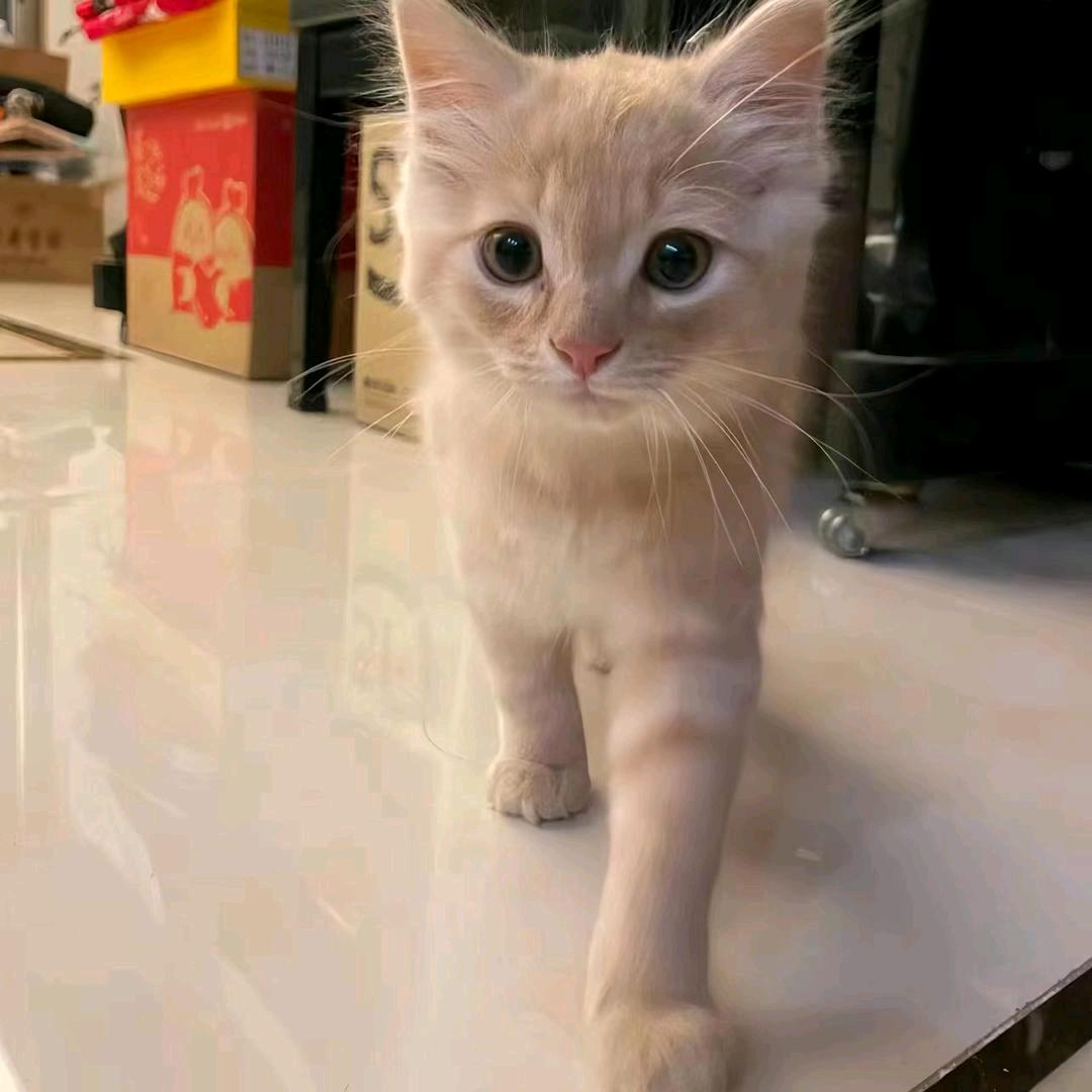 Q汁米