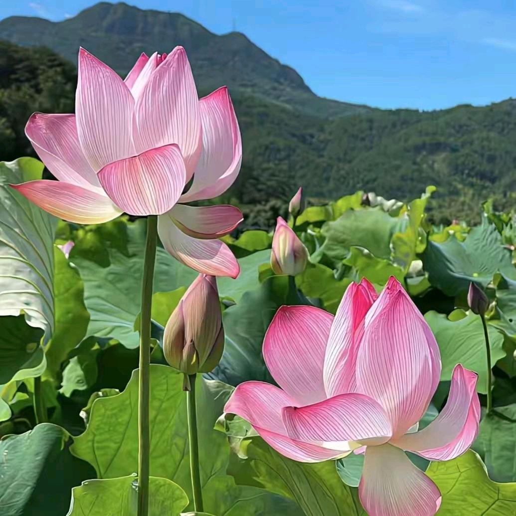 庆华