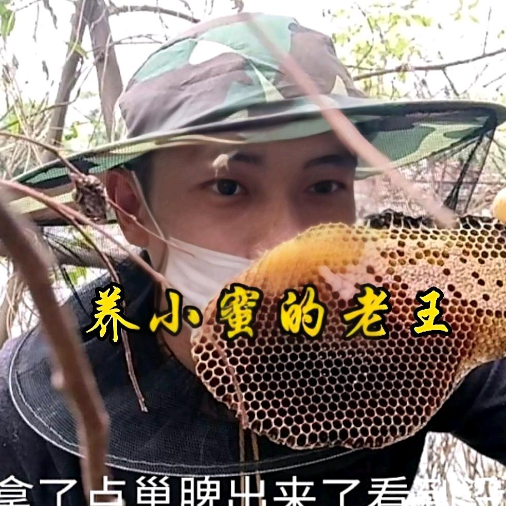 新农人蜂业宠物（中蜂，酸蜂无刺蜂培育）