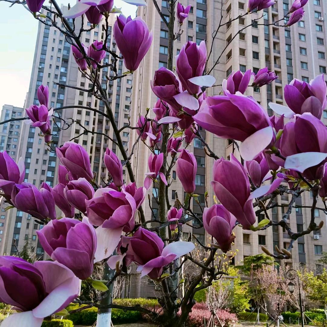 沣芸人物