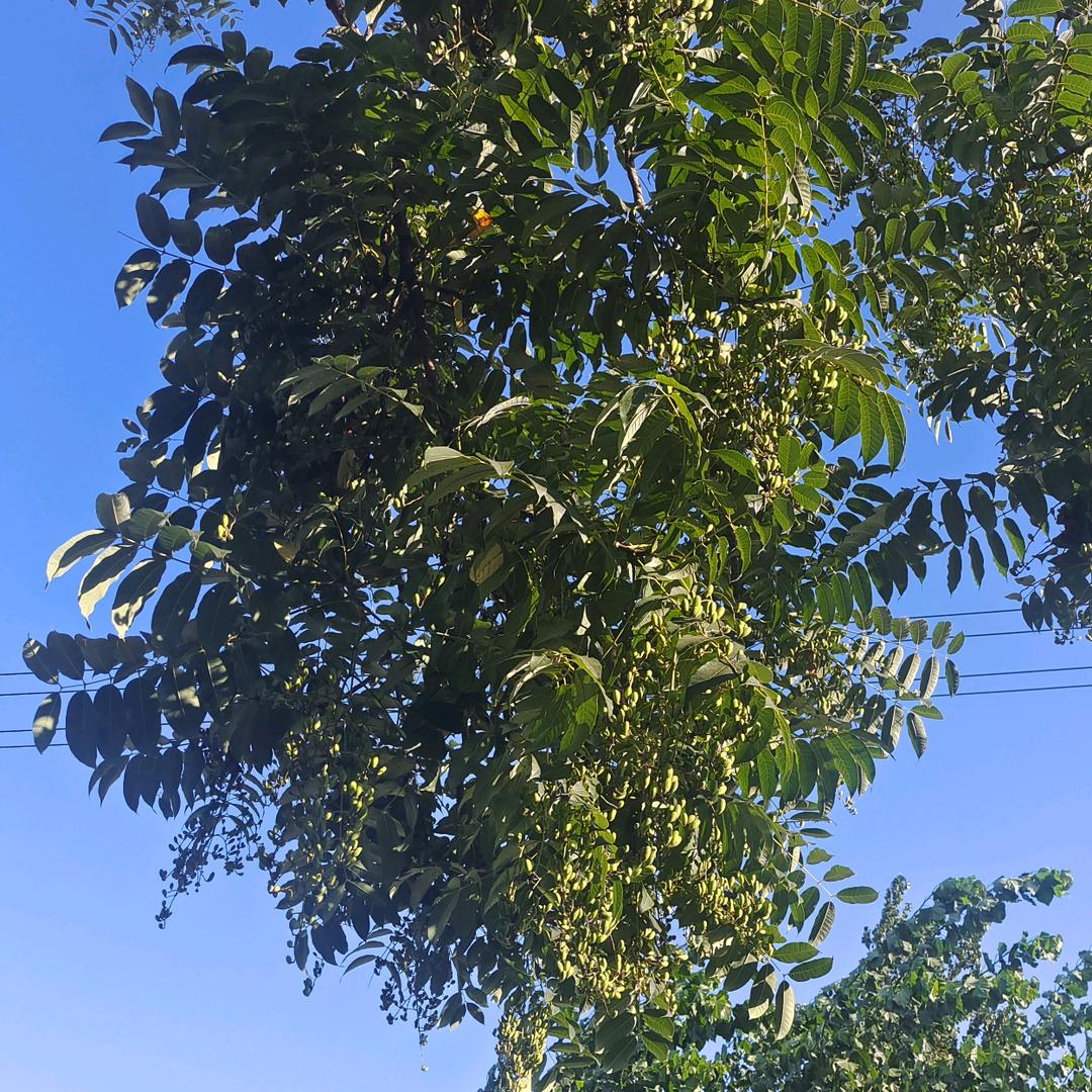 映日荷花2