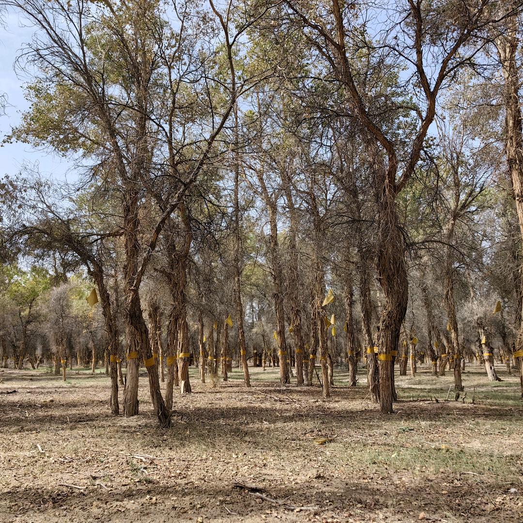 小楼昨夜又东风