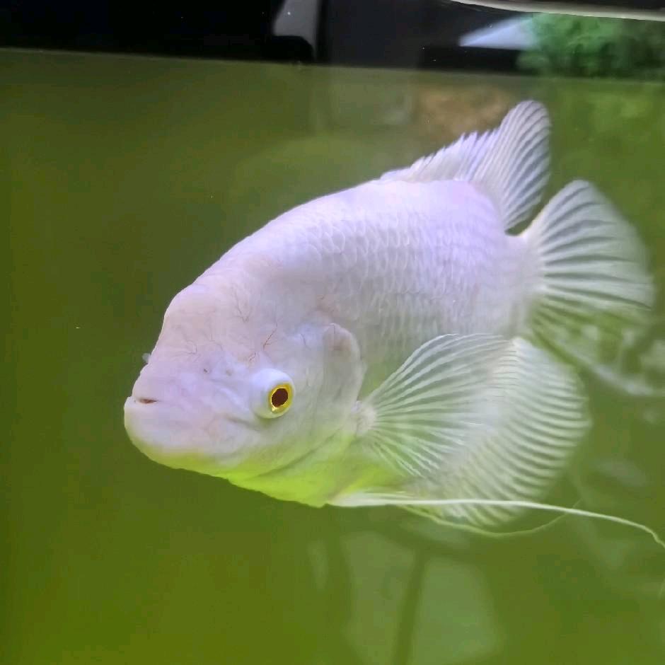 平凡的人