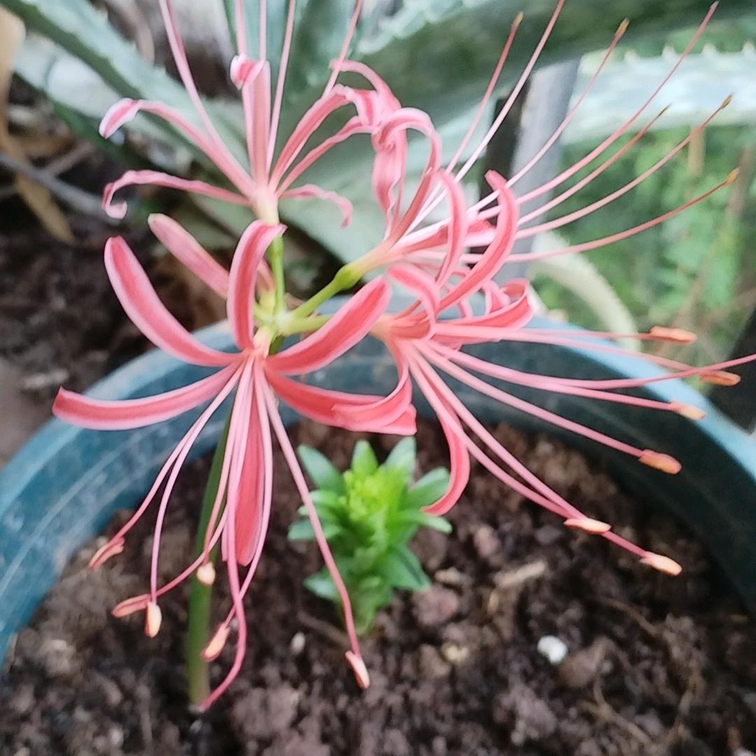 沉鱼落雁