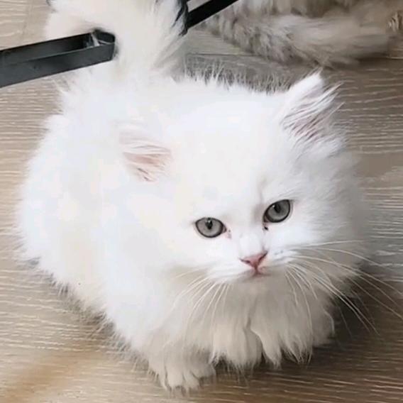 小黑.