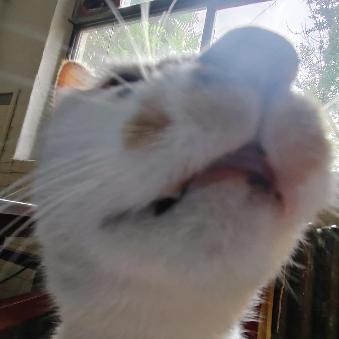 郑方形