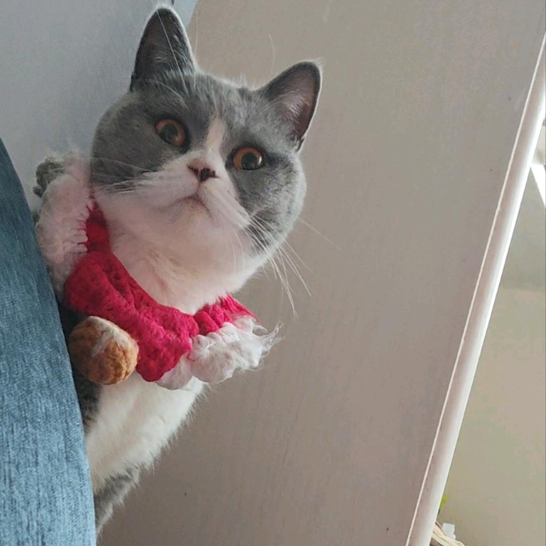 我家猫猫叫招财🐱