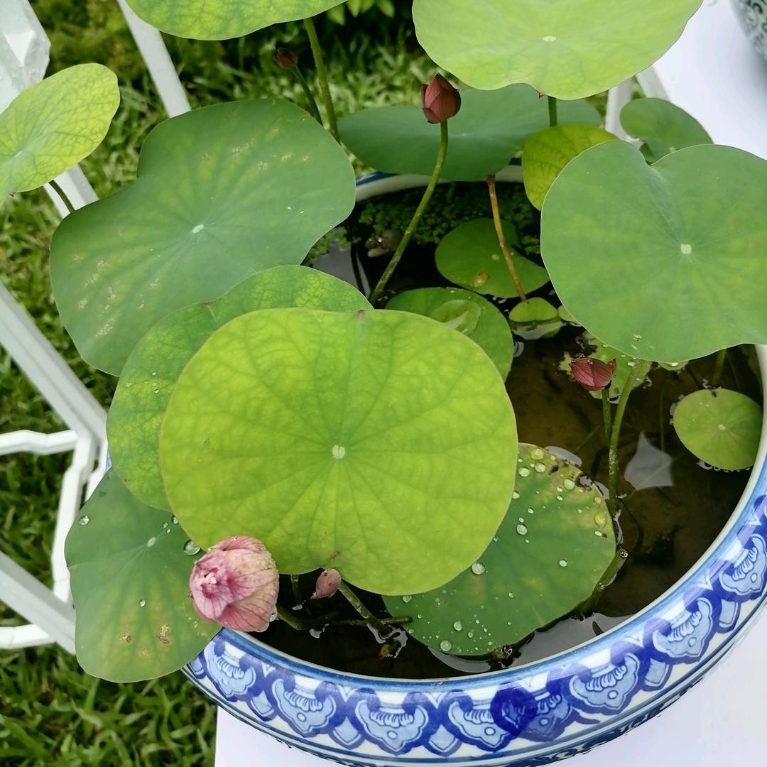 国之小动漫
