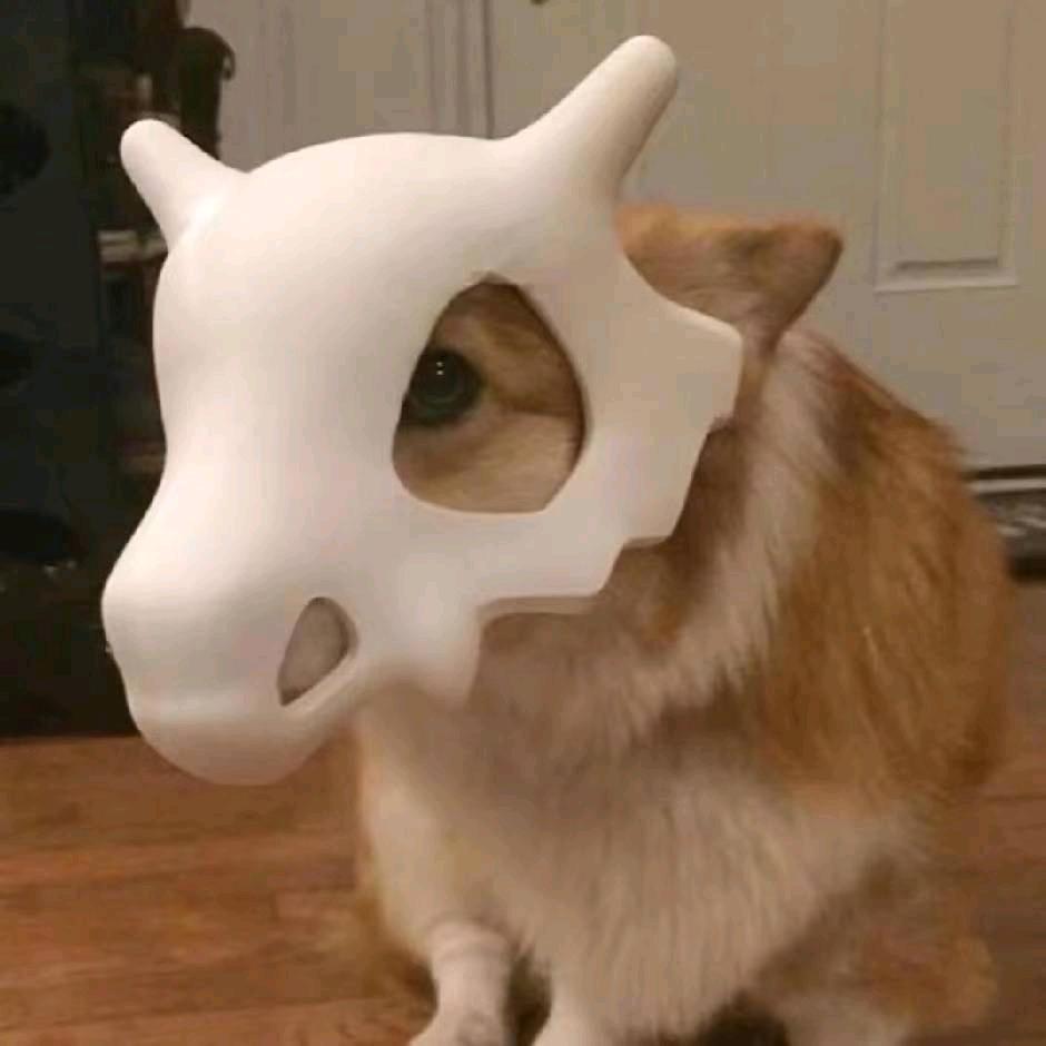 租客的狗