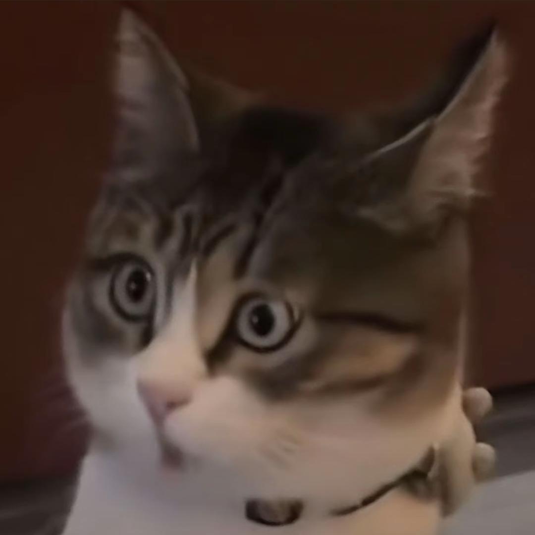 安伽