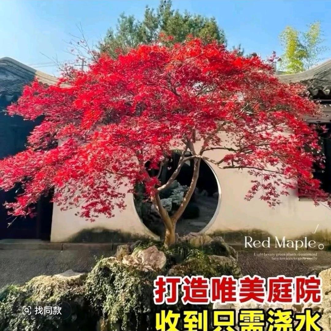 小妞花园