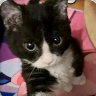 无敌美味狗粮🐾