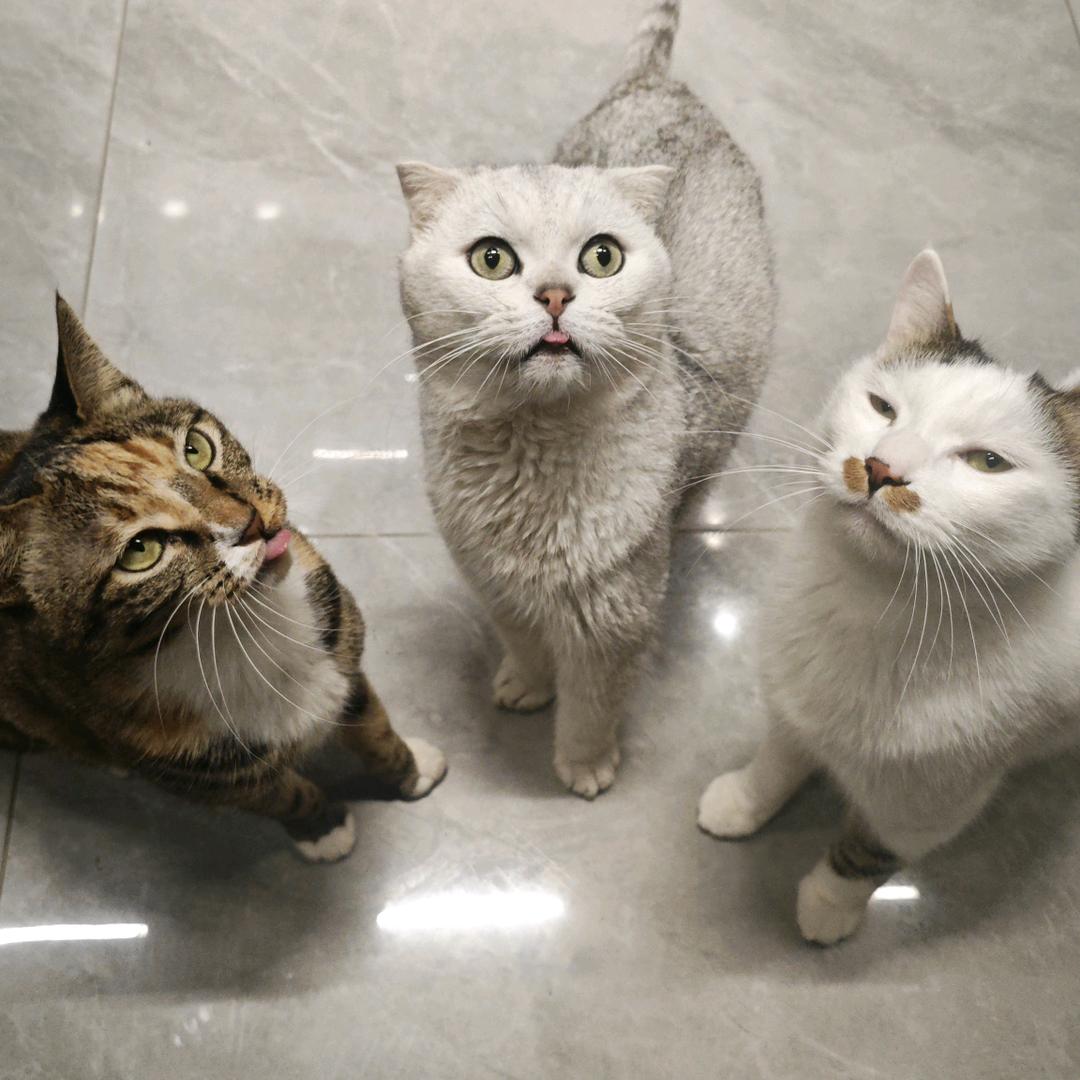 三只猫咪