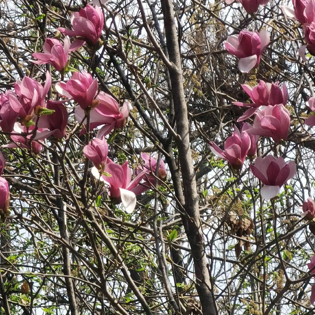 花落花开