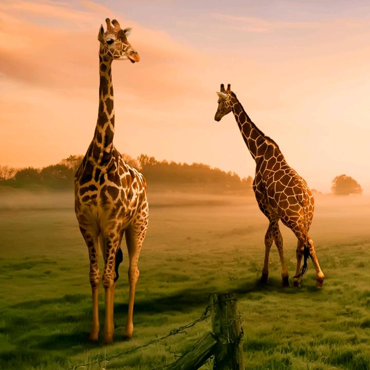 青青子衿，悠悠我心