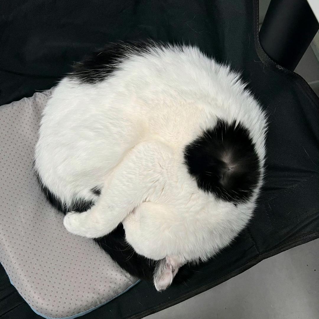 椰子椰子真好吃