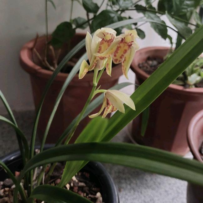 邮一颗草莓