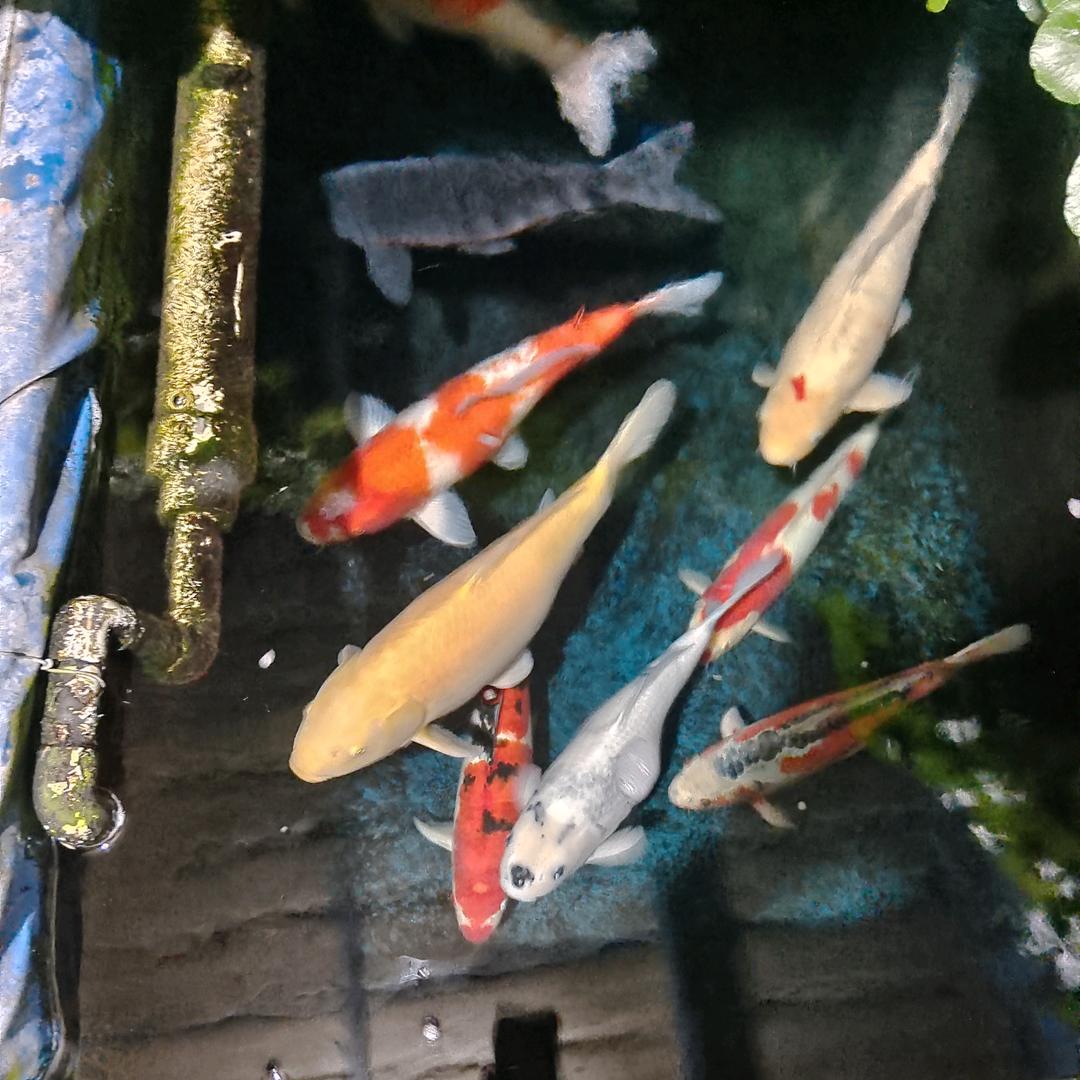 爱锦鲤