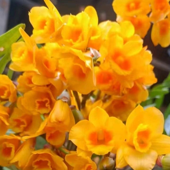 和风绿植