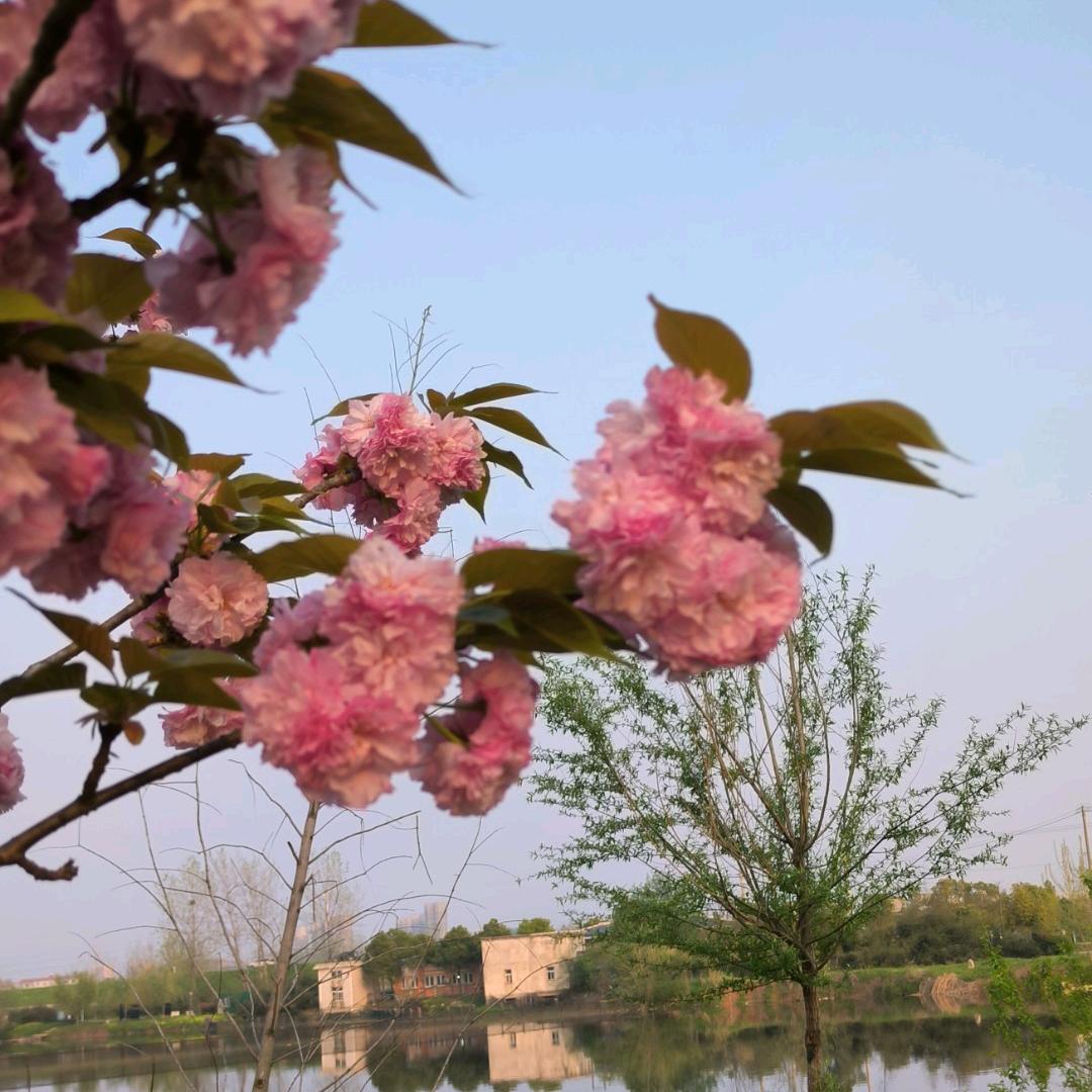 小玲