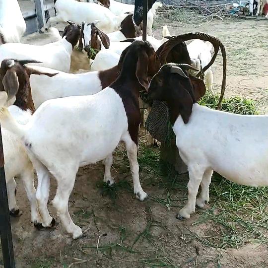 农户养殖波尔山羊