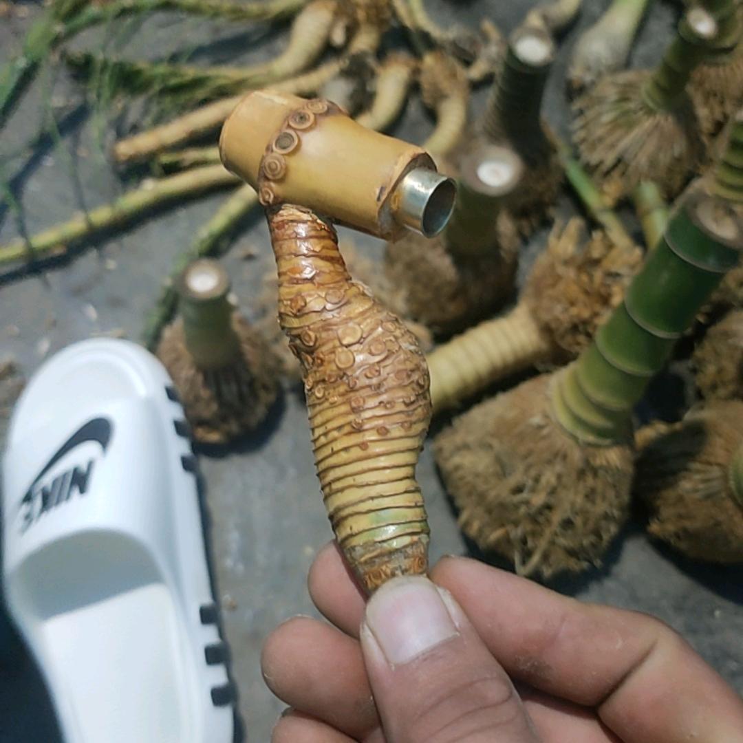 幸福一家烟杆毛料