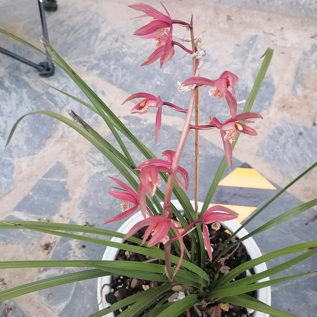 大山的兰花草（农村）