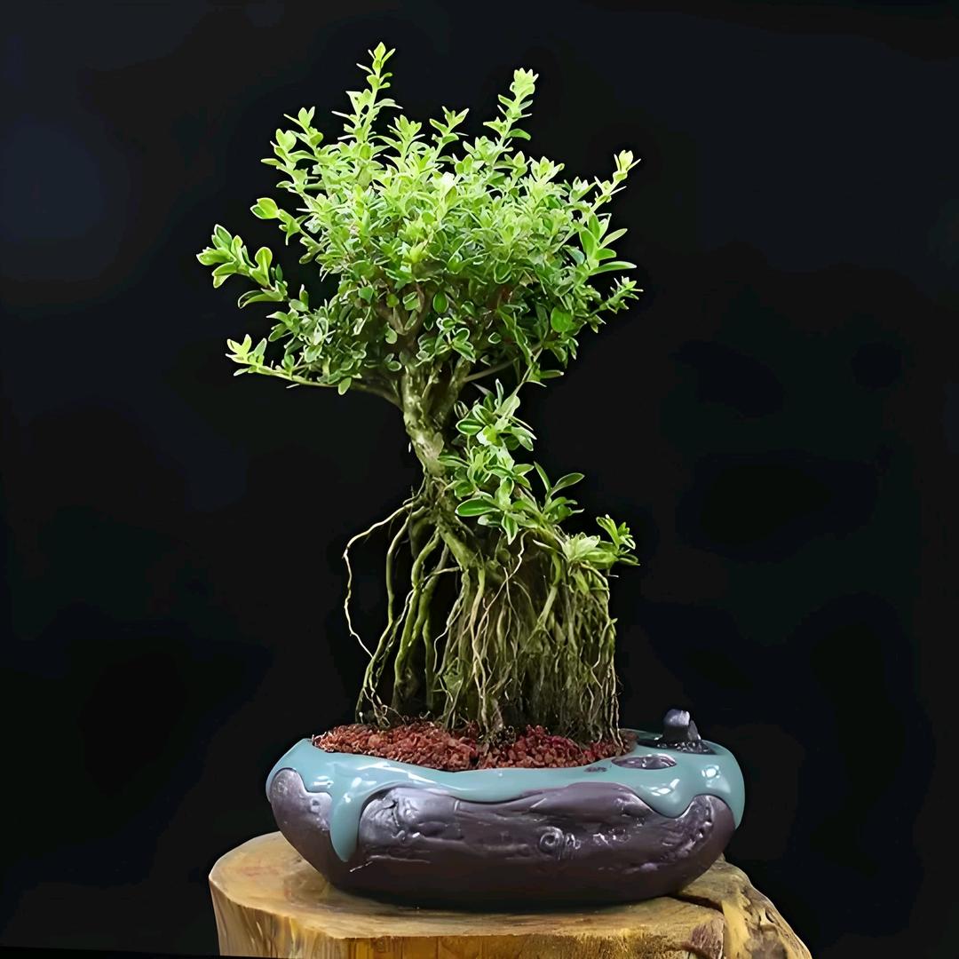 青山绿植馆