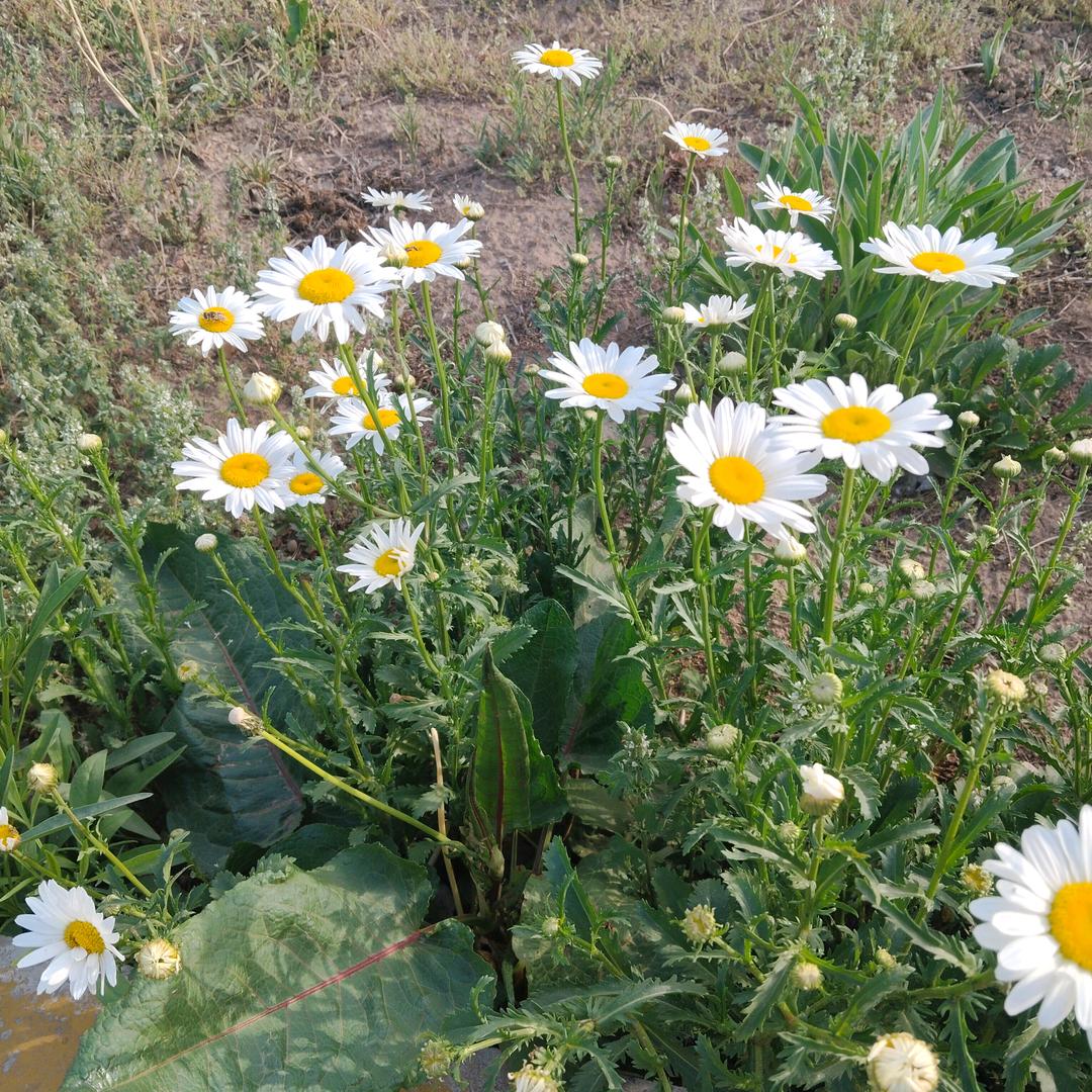 @এღ.懶໊ꦿ猫ᮩ⃨🐾᭄࿐: 🥀প꯭