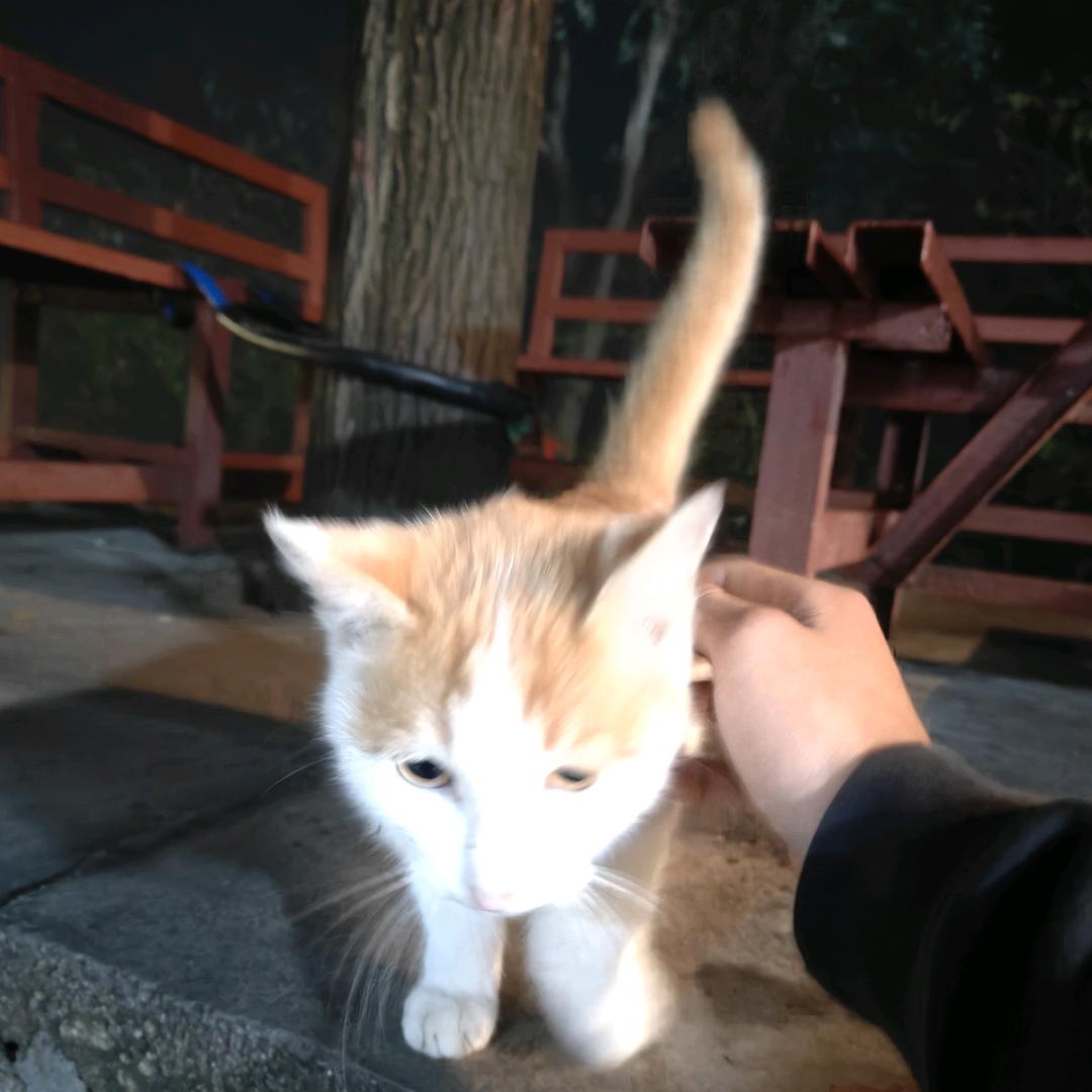 小猫占领宇宙