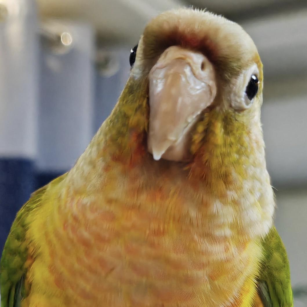铲屎官🦜🦜