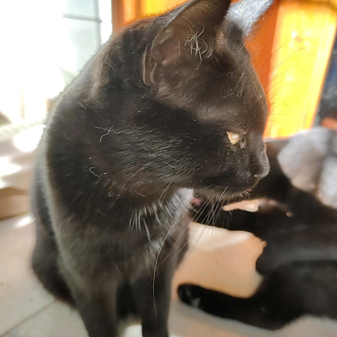 小抠老张爱养猫