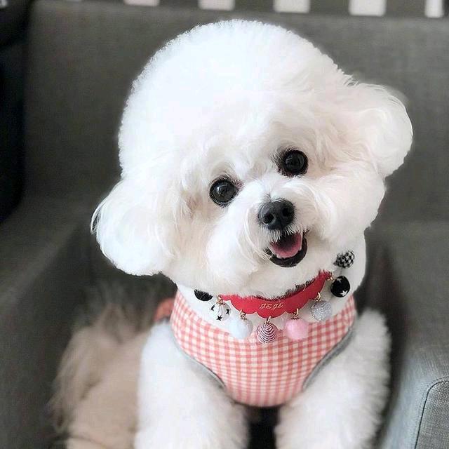 张掖乐乐宠物犬舍