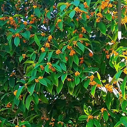 @🍂爱在我心(随∗❛ัᴗ❛ั∗缘)🍂