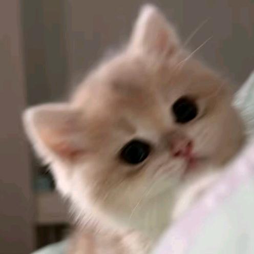 泥嚎小猫