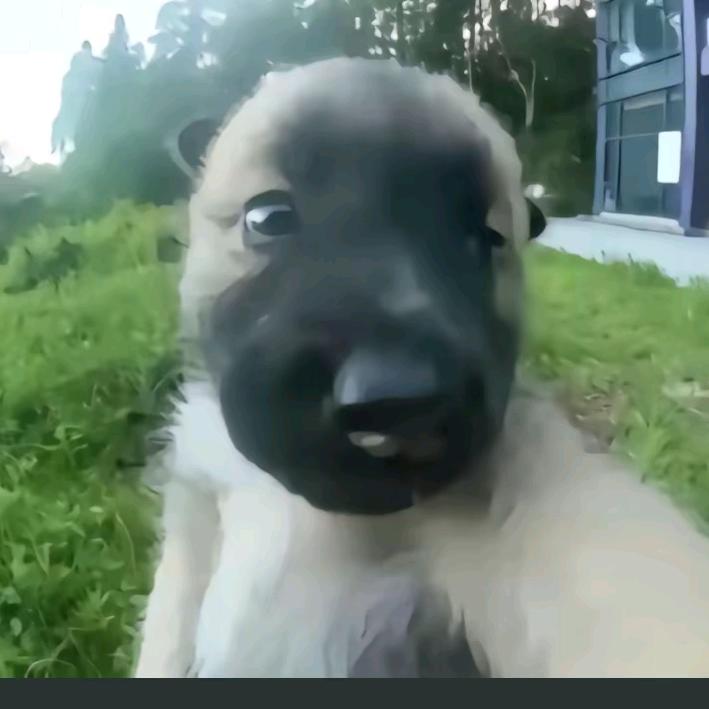 Oo。.