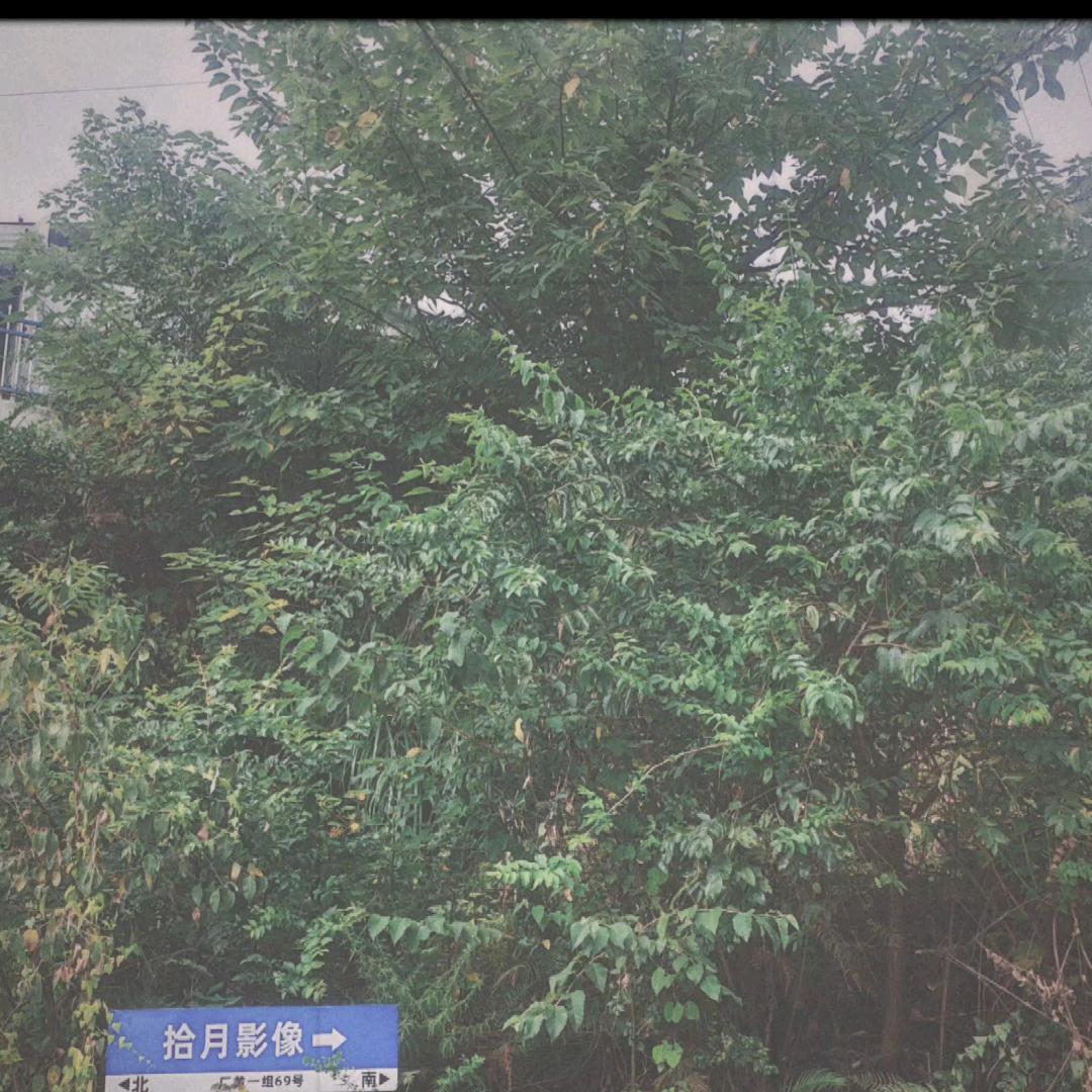 伟少