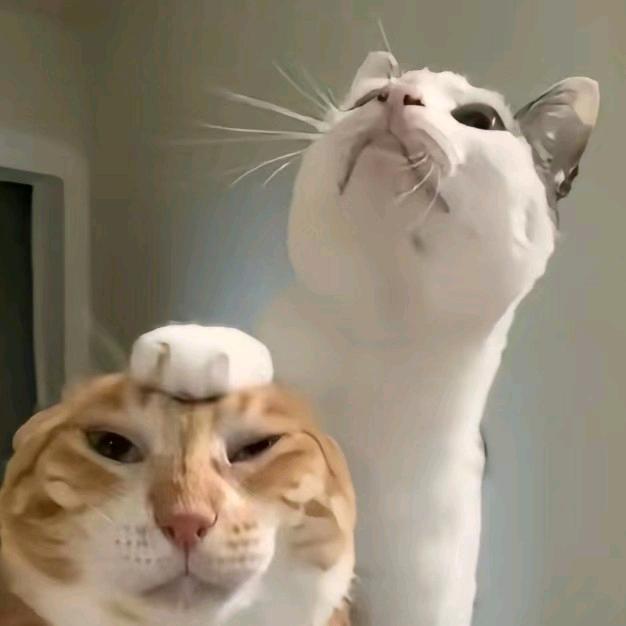 三两公🦀