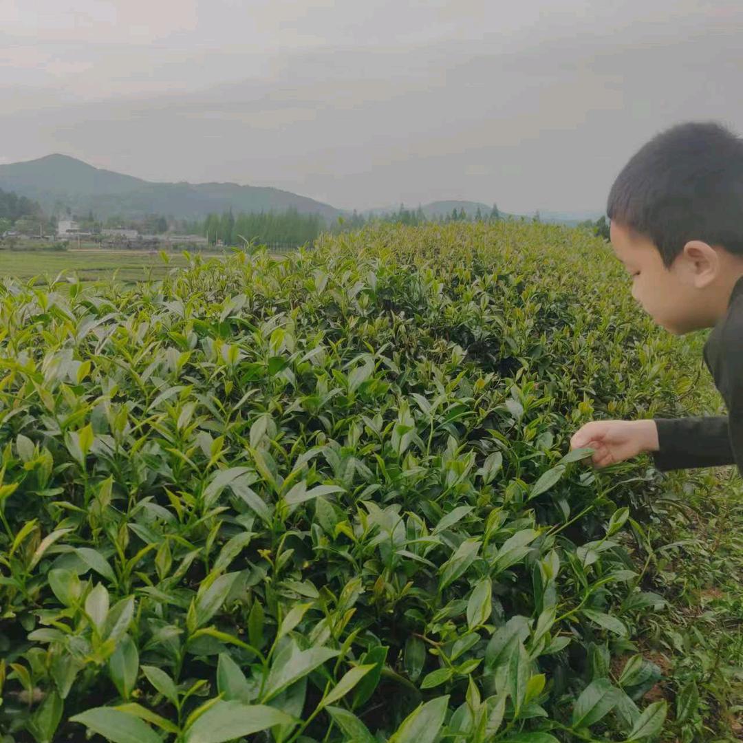 大口吃茶